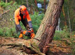 Best Root Management and Removal  in Eaton, CO