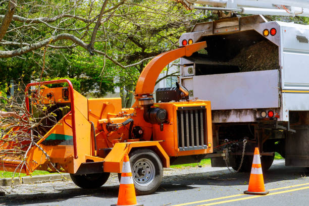 How Our Tree Care Process Works  in  Eaton, CO