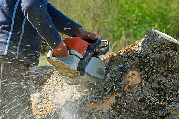 Best Tree Preservation Services  in Eaton, CO